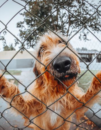 Chain-Link Fences