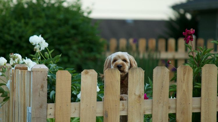 https://www.handymanconnection.net/calgary/wp-content/uploads/sites/14/2025/08/Top-Pet-Friendly-Fences-to-Keep-Your-Furry-Friend-Safe.jpg