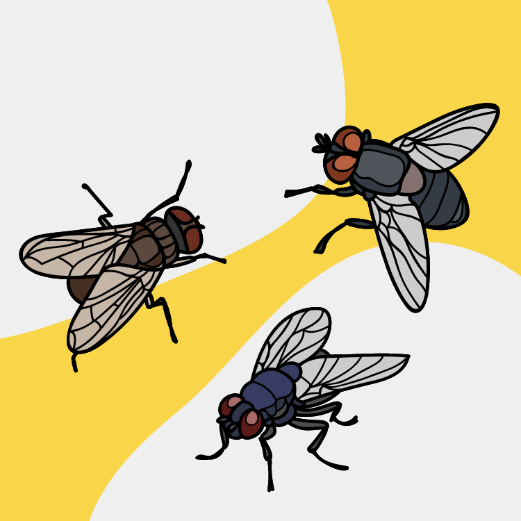 https://www.handymanconnection.net/etobicoke/wp-content/uploads/sites/50/2022/10/Fruit-Flies.png