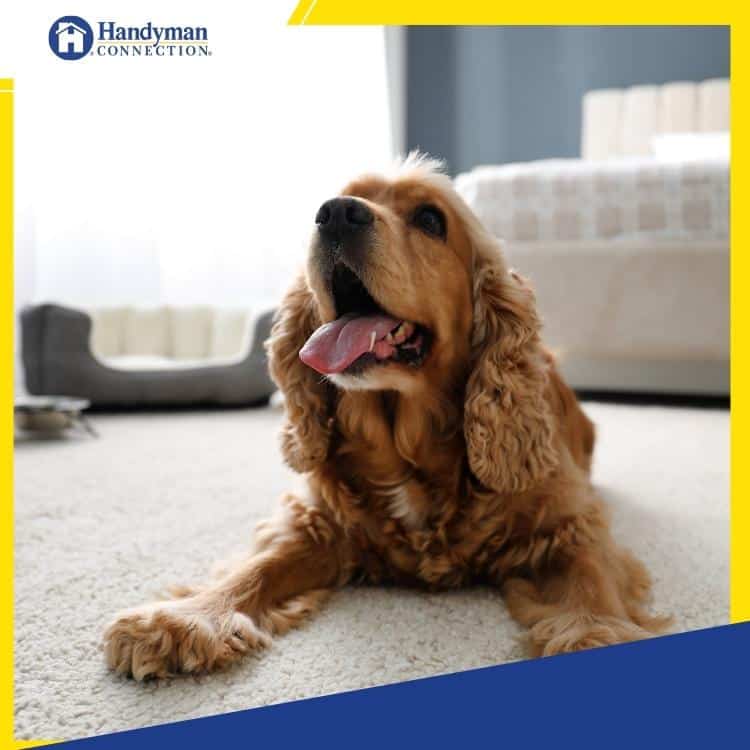 pet friendly home improvements