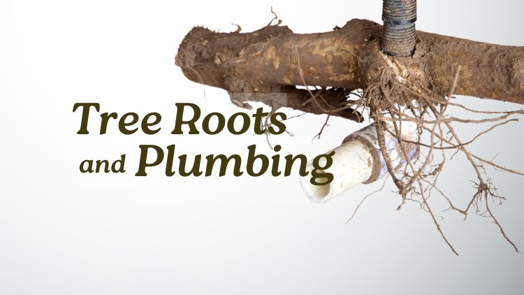 https://www.handymanconnection.net/hamilton/wp-content/uploads/sites/73/2025/02/Tree-Roots-And-Plumbing.jpg