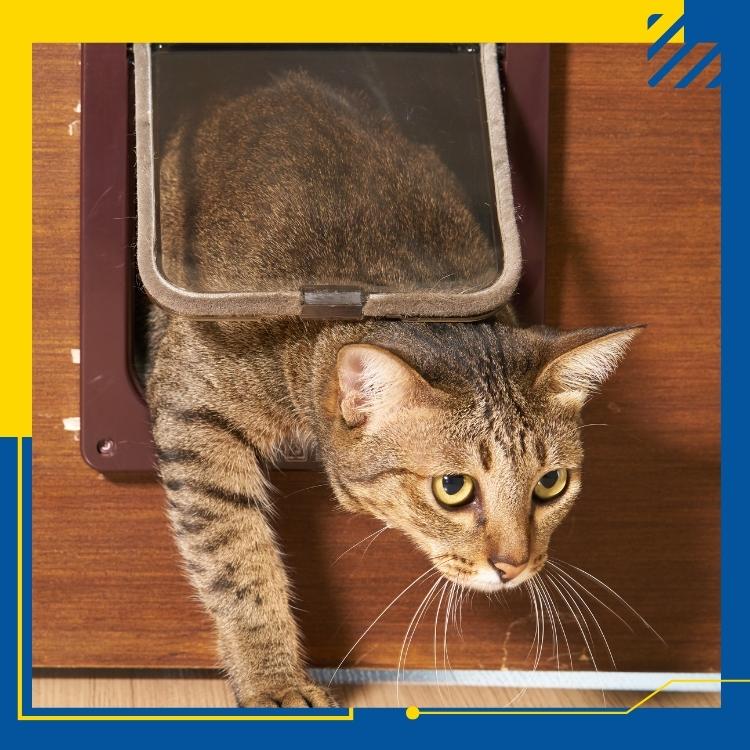 https://www.handymanconnection.net/kelowna/wp-content/uploads/sites/24/2022/06/Kelowna-Carpentry-Services-Risks-to-be-Aware-of-With-a-Pet-Door-1.jpg