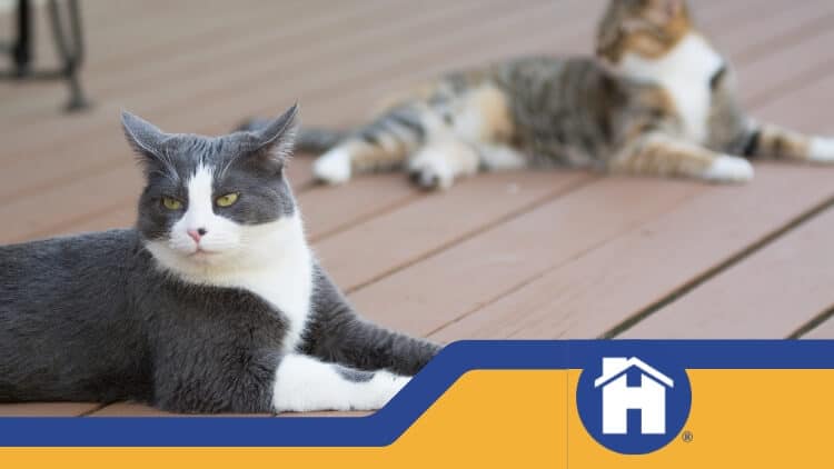 https://www.handymanconnection.net/saskatoon/wp-content/uploads/sites/45/2023/09/skatoon-Handyman_-Pet-Friendly-Deck-Designing-Tips.jpeg