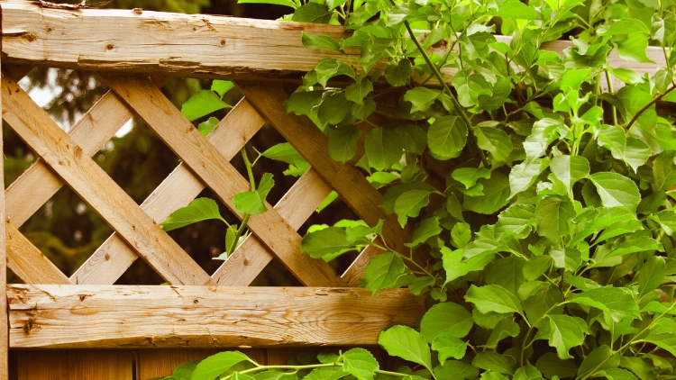 Lattice On A Deck