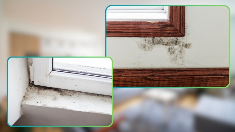 https://www.handymanconnection.net/vancouverbc/wp-content/uploads/sites/32/2025/08/Mould-In-Your-Home_-How-To-Deal-With-It.jpg