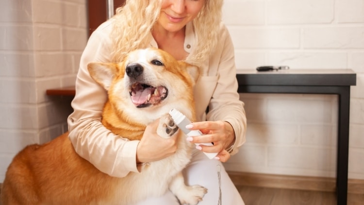 dog-friendly home